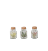 Luchtplantjes in glas - Set van 3 - Tillandsia - Hoogte 5-15cm - ⌀5cm