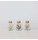 Luchtplantjes in glas - Set van 3 - Tillandsia - Hoogte 5-15cm - ⌀5cm
