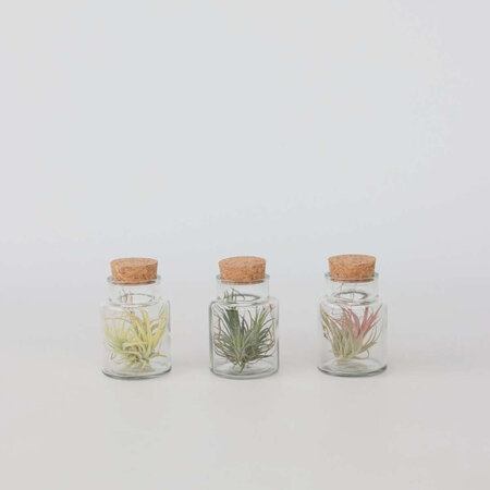 Luchtplantjes in glas - Set van 3 - Tillandsia - Hoogte 5-15cm - ⌀5cm