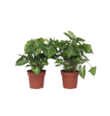Pijlplant - Set van 2 - Syngonium podophyllum 'Pixie' - Hoogte 25-40cm - ⌀12cm