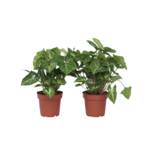 Pijlplant - Set van 2 - Syngonium podophyllum 'Pixie' - Hoogte 25-40cm - ⌀12cm