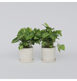 Pijlplant - Set van 2 - Syngonium podophyllum 'Pixie' - Hoogte 25-40cm - ⌀12cm