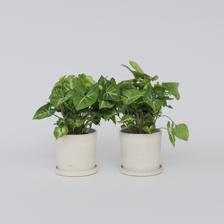 Pijlplant - Set van 2 - Syngonium podophyllum 'Pixie' - Hoogte 25-40cm - ⌀12cm