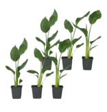 Paradijsvogelbloem - Set van 6 - Strelitzia reginea - Hoogte 25-40cm - ⌀9cm
