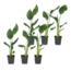 Paradijsvogelbloem - Set van 6 - Strelitzia reginea - Hoogte 25-40cm - ⌀9cm