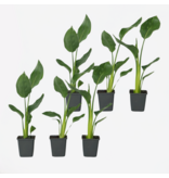 Paradijsvogelbloem - Set van 6 - Strelitzia reginea - Hoogte 25-40cm - ⌀9cm