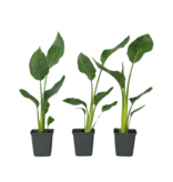 Paradijsvogelbloem - Set van 3 - Strelitzia reginea - Hoogte 25-40cm - ⌀9cm