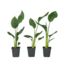 Paradijsvogelbloem - Set van 3 - Strelitzia reginea - Hoogte 25-40cm - ⌀9cm