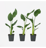 Paradijsvogelbloem - Set van 3 - Strelitzia reginea - Hoogte 25-40cm - ⌀9cm