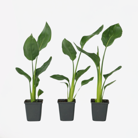 Paradijsvogelbloem - Set van 3 - Strelitzia reginea - Hoogte 25-40cm - ⌀9cm