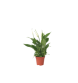 Lepelplant - Spathiphyllum 'Torelli' - Hoogte 30-45cm - ⌀12cm