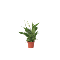Lepelplant - Spathiphyllum 'Torelli' - Hoogte 30-45cm - ⌀12cm