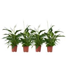 Lepelplant - Set van 4 - Spathiphyllum 'Lima' - Hoogte 60-75cm - ⌀12cm