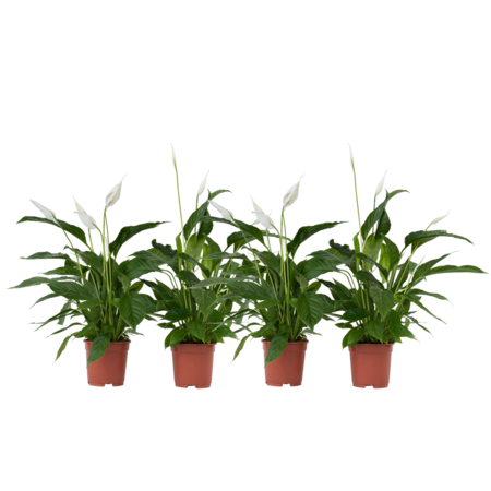Lepelplant - Set van 4 - Spathiphyllum 'Lima' - Hoogte 60-75cm - ⌀12cm