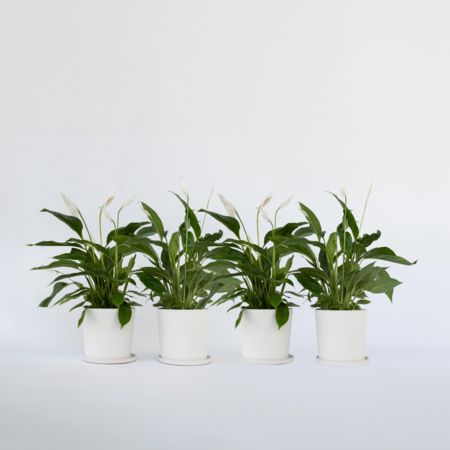 Lepelplant - Set van 4 - Spathiphyllum 'Lima' - Hoogte 60-75cm - ⌀12cm