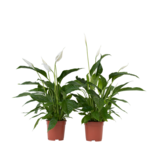 Lepelplant - Set van 2 - Spathiphyllum 'Lima' - Hoogte 60-75cm - ⌀17cm