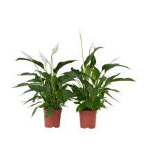 Lepelplant - Set van 2 - Spathiphyllum 'Lima' - Hoogte 60-75cm - ⌀17cm