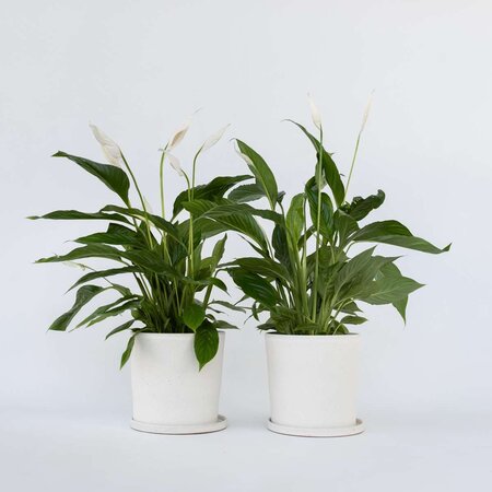 Lepelplant - Set van 2 - Spathiphyllum 'Lima' - Hoogte 60-75cm - ⌀17cm