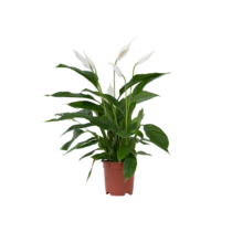 Lepelplant - Spathiphyllum 'Lima' - Hoogte 60-75cm - ⌀17cm