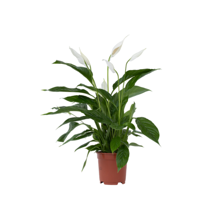 Lepelplant - Spathiphyllum 'Lima' - Hoogte 60-75cm - ⌀17cm