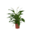 Lepelplant - Spathiphyllum 'Lima' - Hoogte 60-75cm - ⌀17cm