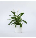 Lepelplant - Spathiphyllum 'Lima' - Hoogte 60-75cm - ⌀17cm
