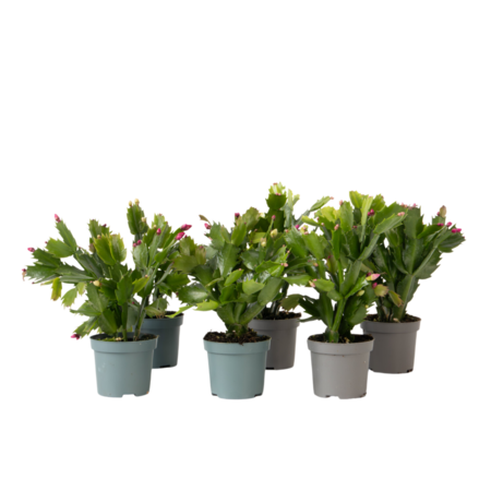 Kerstcactussen - Set van 6 - Schlumbergera 'Tricolor' - Hoogte 15-25cm - ⌀9cm
