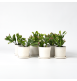 Kerstcactussen - Set van 6 - Schlumbergera 'Tricolor' - Hoogte 15-25cm - ⌀9cm