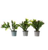 Kerstcactussen - Set van 3 - Schlumbergera 'Tricolor' - Hoogte 15-25cm - ⌀9cm