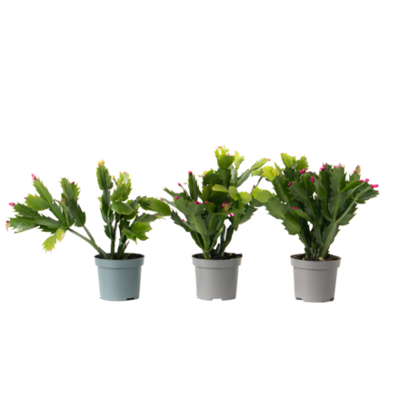 Kerstcactussen - Set van 3 - Schlumbergera 'Tricolor' - Hoogte 15-25cm - ⌀9cm