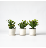 Kerstcactussen - Set van 3 - Schlumbergera 'Tricolor' - Hoogte 15-25cm - ⌀9cm