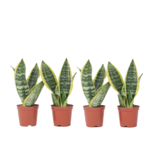 Vrouwentong - Set van 4 - Sansevieria 'Futura Superba' - Hoogte 35-40cm - ⌀12cm