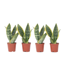 Vrouwentong - Set van 4 - Sansevieria 'Futura Superba' - Hoogte 35-40cm - ⌀12cm