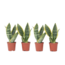 Vrouwentong - Set van 4 - Sansevieria 'Futura Superba' - Hoogte 35-40cm - ⌀12cm