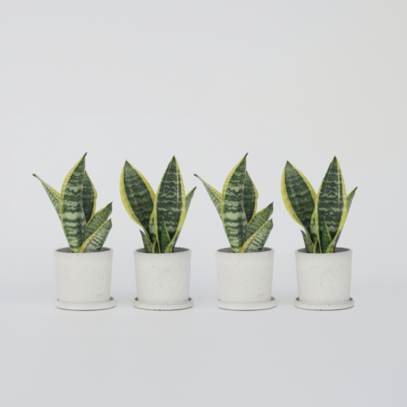 Vrouwentong - Set van 4 - Sansevieria 'Futura Superba' - Hoogte 35-40cm - ⌀12cm