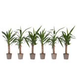 Palmlelie - Set van 6 - Yucca elephantipes - Hoogte 50-60cm - ⌀14cm