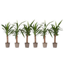 Palmlelie - Set van 6 - Yucca elephantipes - Hoogte 50-60cm - ⌀14cm