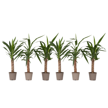 Palmlelie - Set van 6 - Yucca elephantipes - Hoogte 50-60cm - ⌀14cm