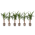 Palmlelie - Set van 6 - Yucca elephantipes - Hoogte 50-60cm - ⌀14cm