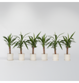 Palmlelie - Set van 6 - Yucca elephantipes - Hoogte 50-60cm - ⌀14cm