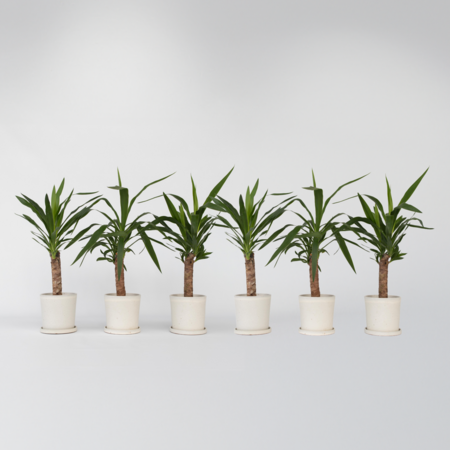 Palmlelie - Set van 6 - Yucca elephantipes - Hoogte 50-60cm - ⌀14cm
