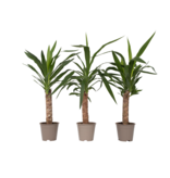 Palmlelie - Set van 3 - Yucca elephantipes - Hoogte 50-60cm - ⌀14cm