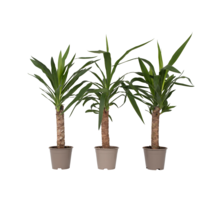 Palmlelie - Set van 3 - Yucca elephantipes - Hoogte 50-60cm - ⌀14cm