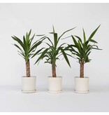 Palmlelie - Set van 3 - Yucca elephantipes - Hoogte 50-60cm - ⌀14cm