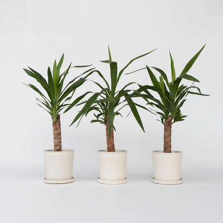 Palmlelie - Set van 3 - Yucca elephantipes - Hoogte 50-60cm - ⌀14cm
