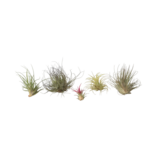 Luchtplantjes - Set van 6 - Tillandsia - Hoogte 5-15cm - ⌀5cm
