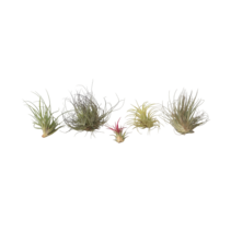 Luchtplantjes - Set van 6 - Tillandsia - Hoogte 5-15cm - ⌀5cm