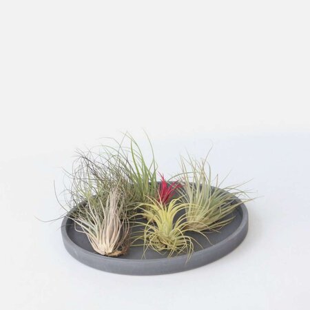 Luchtplantjes - Set van 6 - Tillandsia - Hoogte 5-15cm - ⌀5cm