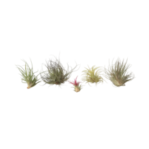 Luchtplantjes - Set van 5 - Tillandsia - Hoogte 5-15cm - ⌀5cm