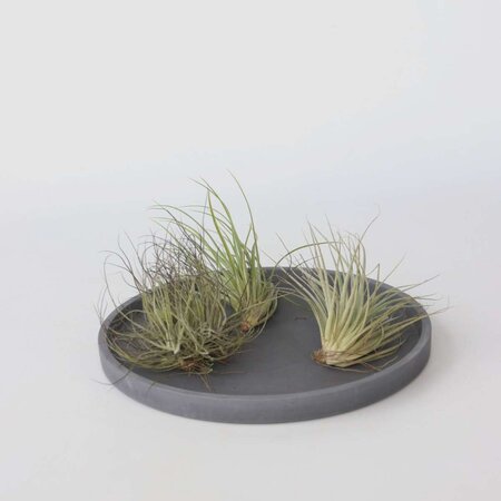 Luchtplantjes - Set van 5 - Tillandsia - Hoogte 5-15cm - ⌀5cm